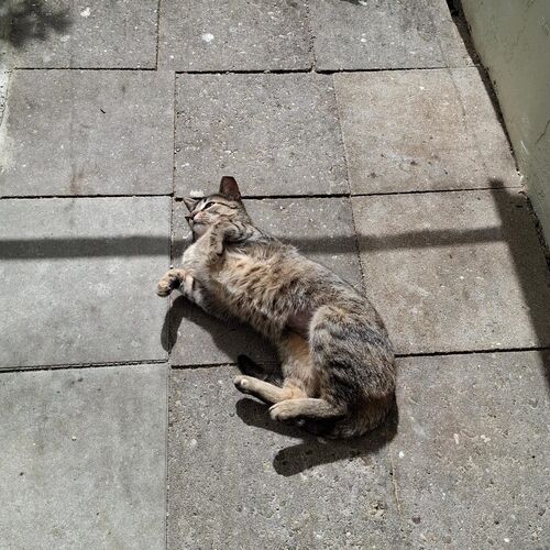 Katze