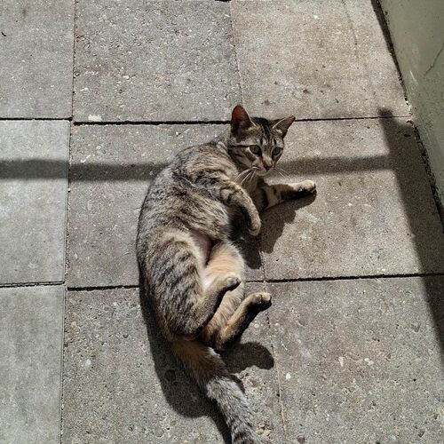 Katze