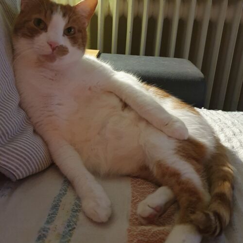 Katze