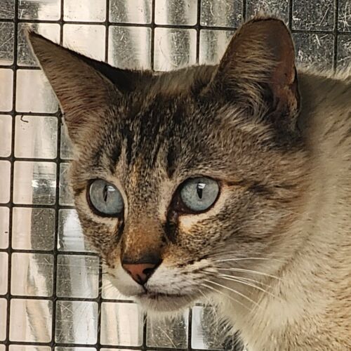 Katze