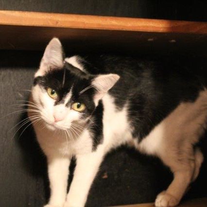 Katze