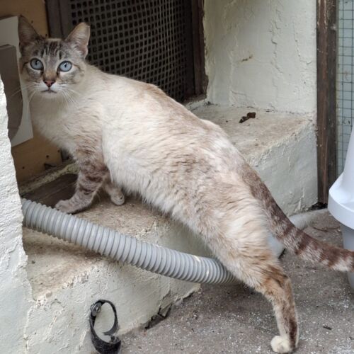 Katze