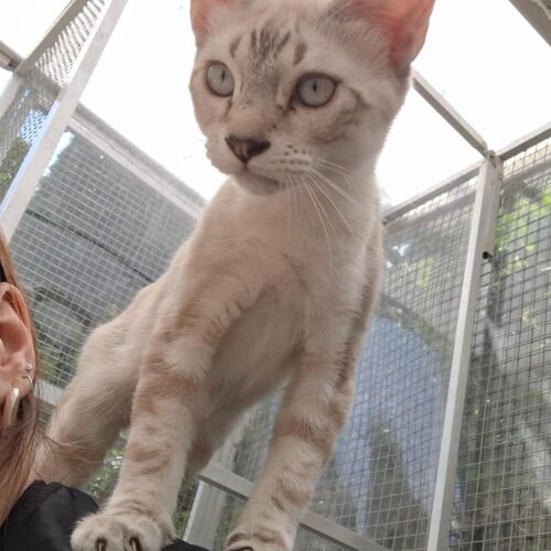 Katze