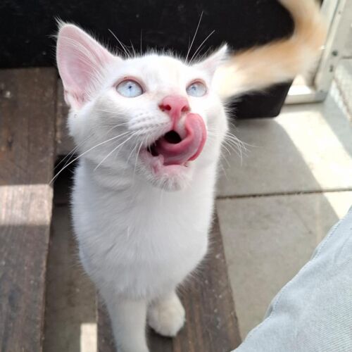 Katze