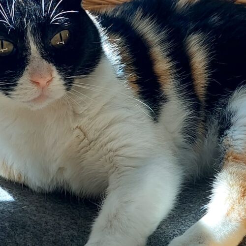 Katze