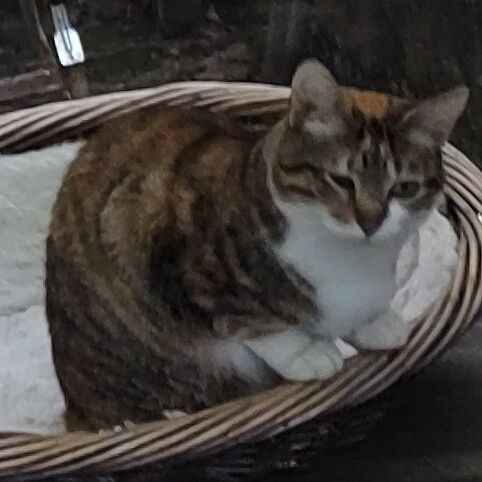 Katze