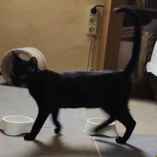 Katze