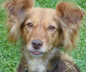 In Gedenken an Julchen