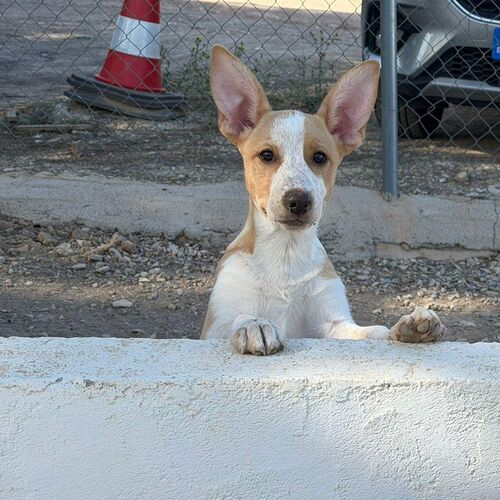 Blanca
