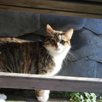 Katze