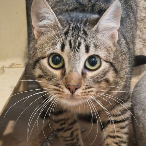 Katze