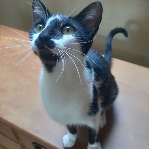Katze