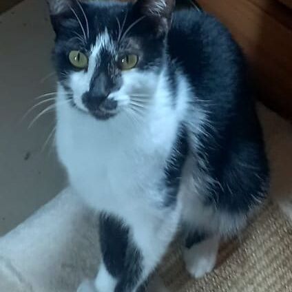 Katze