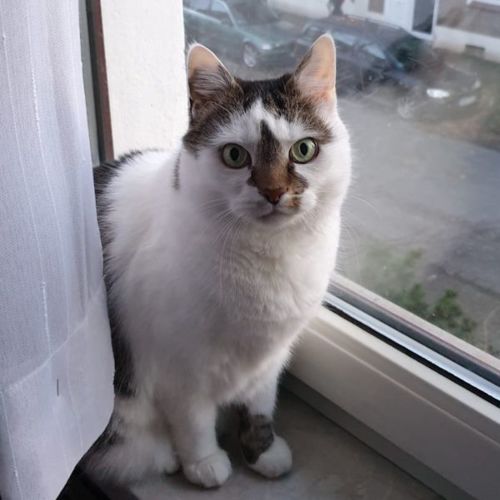 Katze