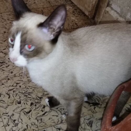 Katze