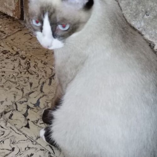 Katze