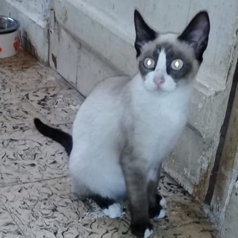 Katze
