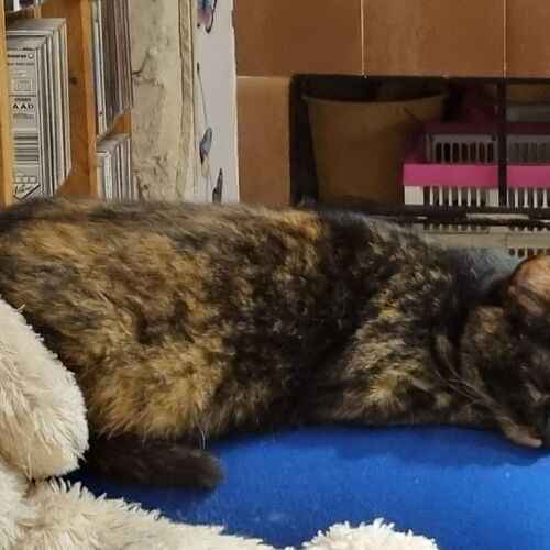 Katze