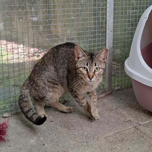 Katze