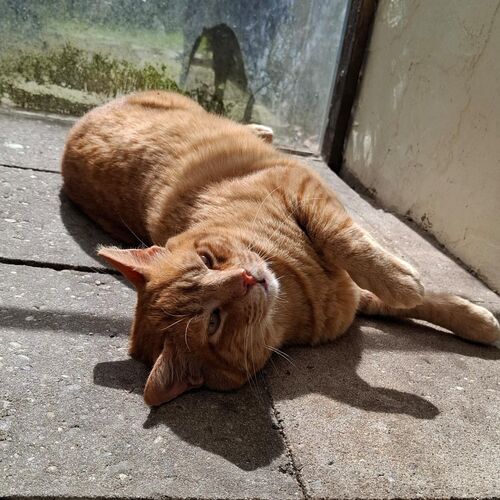 Katze
