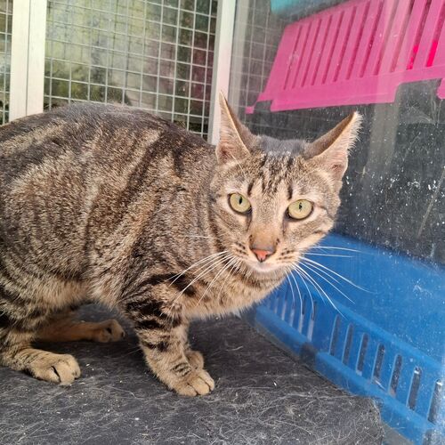 Katze