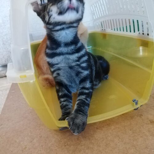 Smee