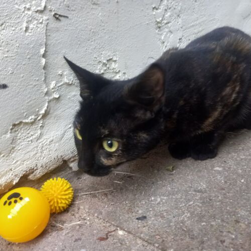 Katze