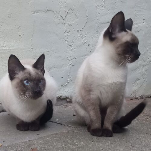 Katze