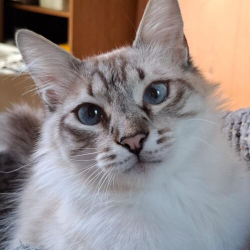 Katze