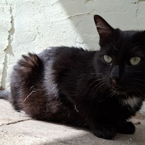 Katze