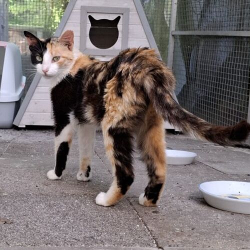 Katze