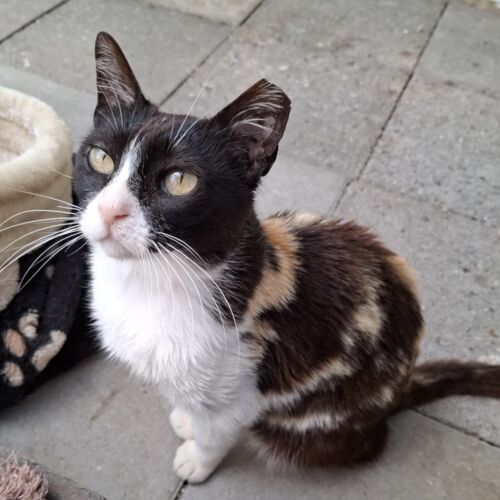Katze