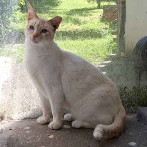 Katze