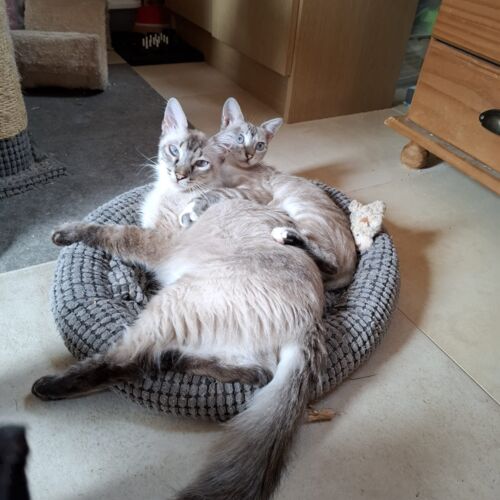 Katze