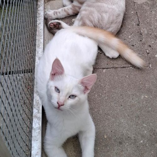 Katze