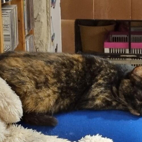 Katze