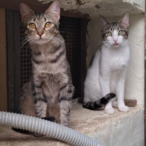 Katze