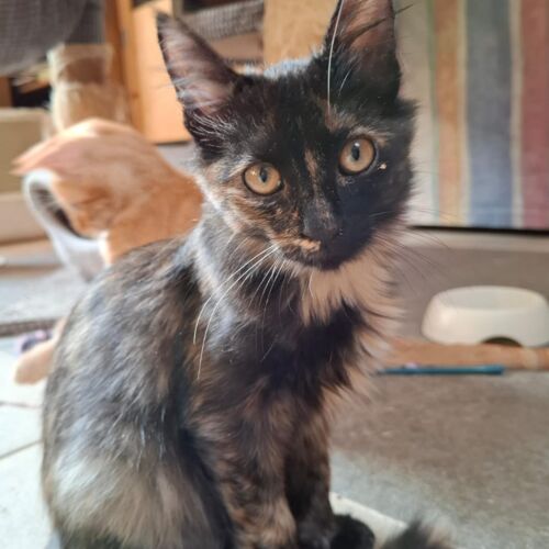 Katze