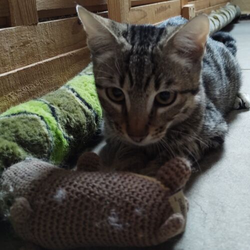 Katze