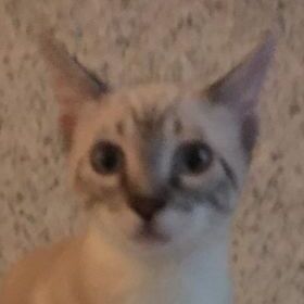Zampino