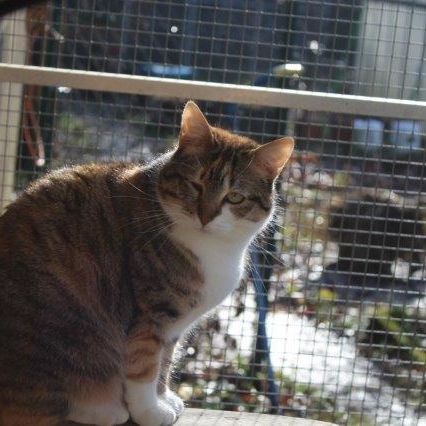 Katze