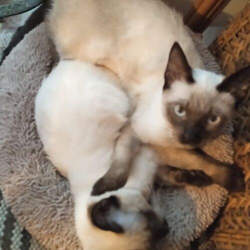 Katze
