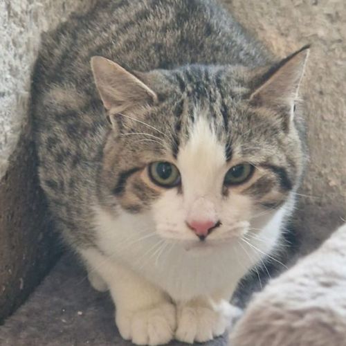 Katze