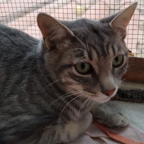 Katze