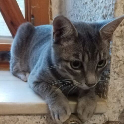Katze