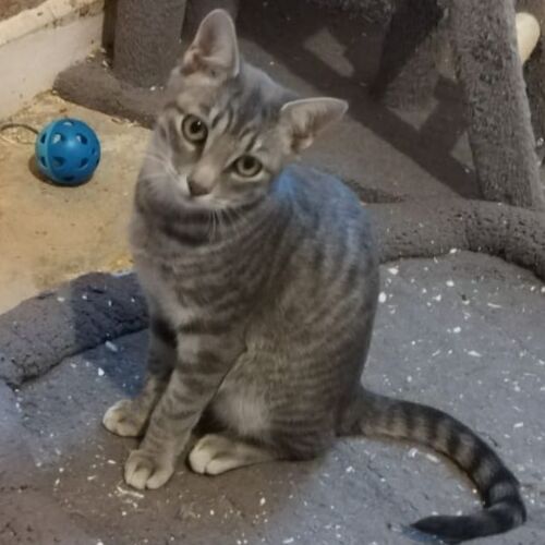 Katze