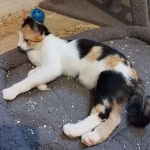 Katze