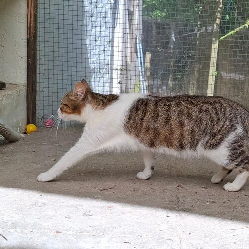 Katze