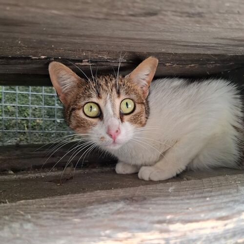Katze