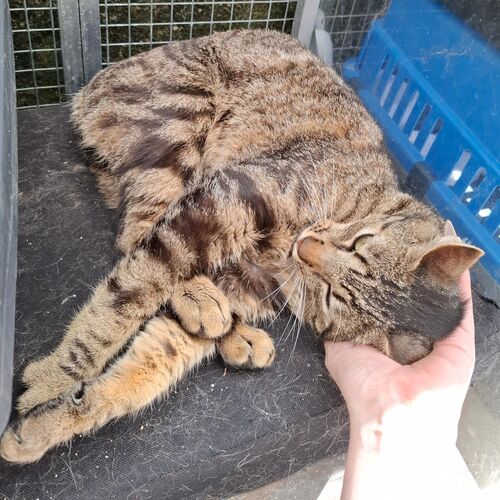Katze